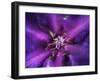 Purple Dahlia  2020  (photograph)-Ant Smith-Framed Photographic Print