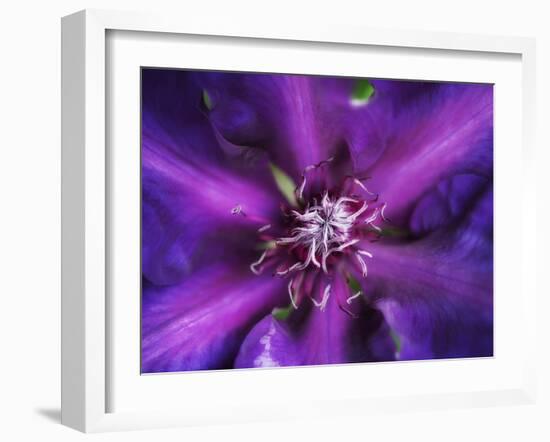 Purple Dahlia  2020  (photograph)-Ant Smith-Framed Photographic Print