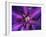 Purple Dahlia  2020  (photograph)-Ant Smith-Framed Photographic Print