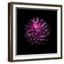 Purple Dahlia-Brian Carson-Framed Photo