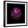 Purple Dahlia-Brian Carson-Framed Photo