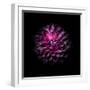 Purple Dahlia-Brian Carson-Framed Photo