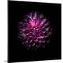 Purple Dahlia-Brian Carson-Mounted Photo