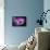 Purple Daisy-Ursula Abresch-Framed Stretched Canvas displayed on a wall
