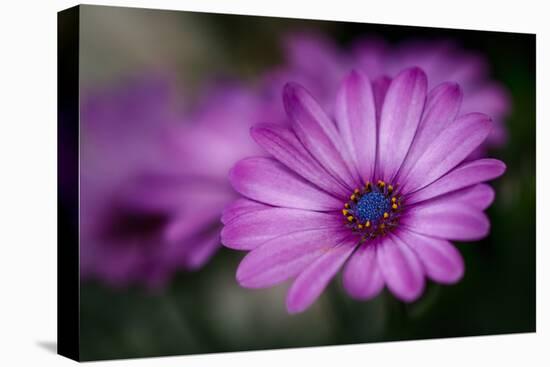 Purple Daisy-Ursula Abresch-Stretched Canvas