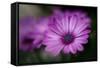 Purple Daisy-Ursula Abresch-Framed Stretched Canvas