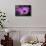 Purple Daisy-Ursula Abresch-Framed Stretched Canvas displayed on a wall