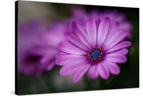 Purple Daisy-Ursula Abresch-Stretched Canvas