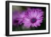 Purple Daisy-Ursula Abresch-Framed Photographic Print