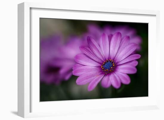 Purple Daisy-Ursula Abresch-Framed Photographic Print