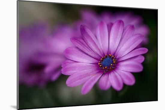 Purple Daisy-Ursula Abresch-Mounted Photographic Print