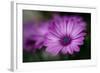 Purple Daisy-Ursula Abresch-Framed Photographic Print