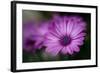 Purple Daisy-Ursula Abresch-Framed Photographic Print