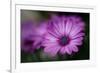 Purple Daisy-Ursula Abresch-Framed Photographic Print