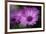 Purple Daisy-Ursula Abresch-Framed Photographic Print