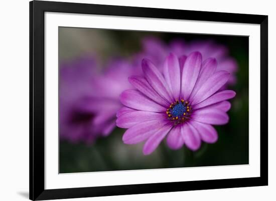 Purple Daisy-Ursula Abresch-Framed Photographic Print