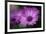 Purple Daisy-Ursula Abresch-Framed Photographic Print