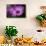 Purple Daisy-Ursula Abresch-Mounted Photographic Print displayed on a wall