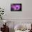 Purple Daisy-Ursula Abresch-Mounted Photographic Print displayed on a wall