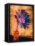 Purple Daisy-Robert Cattan-Framed Stretched Canvas