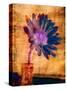 Purple Daisy-Robert Cattan-Stretched Canvas
