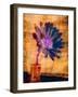 Purple Daisy-Robert Cattan-Framed Photographic Print