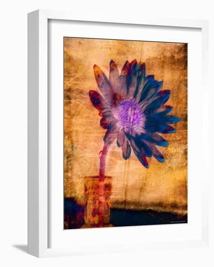 Purple Daisy-Robert Cattan-Framed Photographic Print