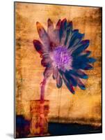 Purple Daisy-Robert Cattan-Mounted Photographic Print