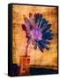 Purple Daisy-Robert Cattan-Framed Stretched Canvas