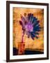 Purple Daisy-Robert Cattan-Framed Photographic Print