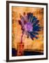 Purple Daisy-Robert Cattan-Framed Photographic Print