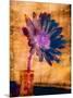 Purple Daisy-Robert Cattan-Mounted Photographic Print