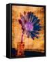 Purple Daisy-Robert Cattan-Framed Stretched Canvas