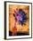 Purple Daisy-Robert Cattan-Framed Photographic Print