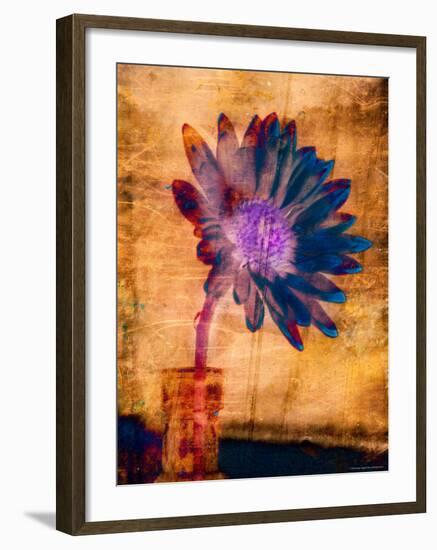 Purple Daisy-Robert Cattan-Framed Photographic Print