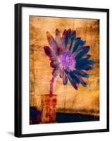 Purple Daisy-Robert Cattan-Framed Photographic Print