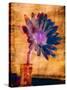 Purple Daisy-Robert Cattan-Stretched Canvas