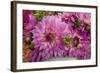 Purple Dalhia I-Maureen Love-Framed Photographic Print