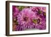 Purple Dalhia I-Maureen Love-Framed Photographic Print