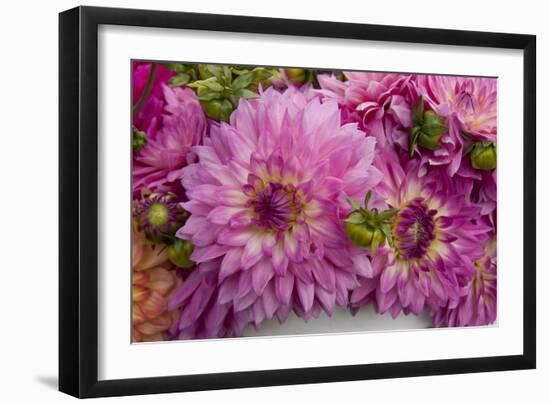 Purple Dalhia I-Maureen Love-Framed Photographic Print