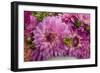 Purple Dalhia I-Maureen Love-Framed Photographic Print