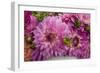 Purple Dalhia I-Maureen Love-Framed Photographic Print