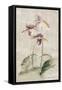 Purple Dancing Orchid Panel III-Cheri Blum-Framed Stretched Canvas