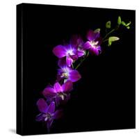 Purple Dendrobium Orchids-Magda Indigo-Stretched Canvas