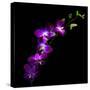 Purple Dendrobium Orchids-Magda Indigo-Stretched Canvas