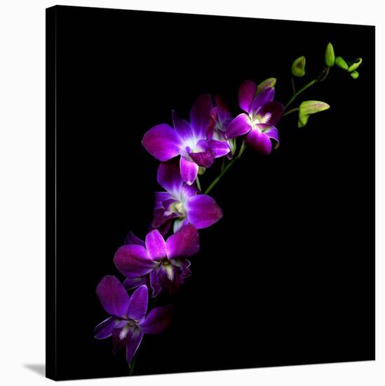 Purple Dendrobium Orchids-Magda Indigo-Stretched Canvas