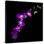 Purple Dendrobium Orchids-Magda Indigo-Stretched Canvas