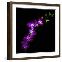 Purple Dendrobium Orchids-Magda Indigo-Framed Photographic Print