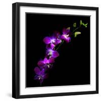 Purple Dendrobium Orchids-Magda Indigo-Framed Photographic Print
