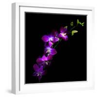 Purple Dendrobium Orchids-Magda Indigo-Framed Photographic Print